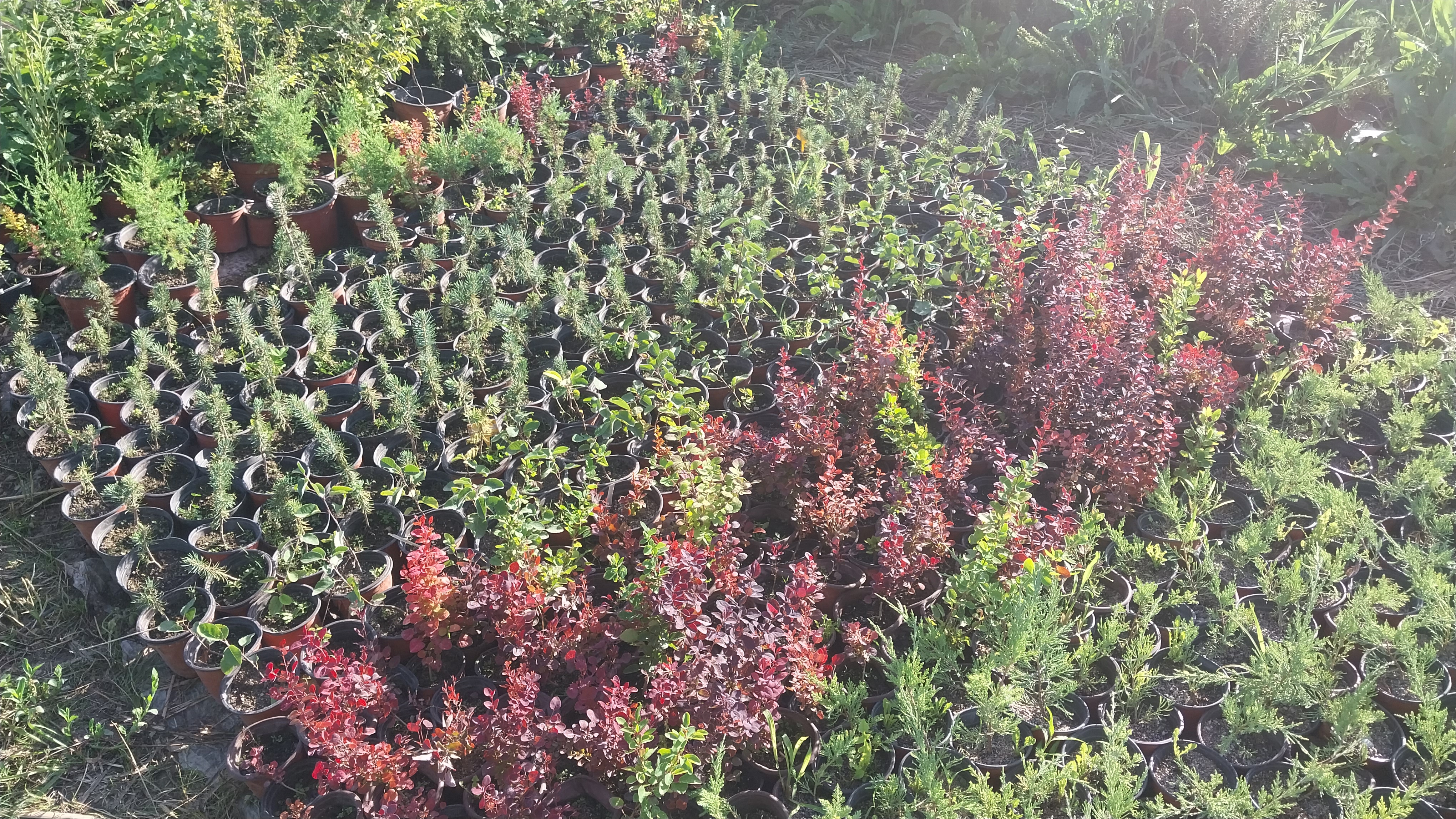 В питомнике