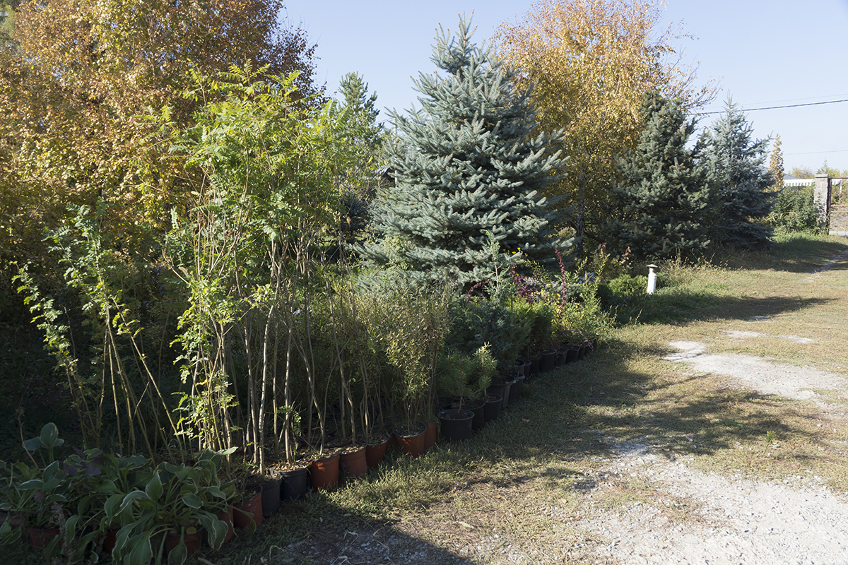 Наши растения