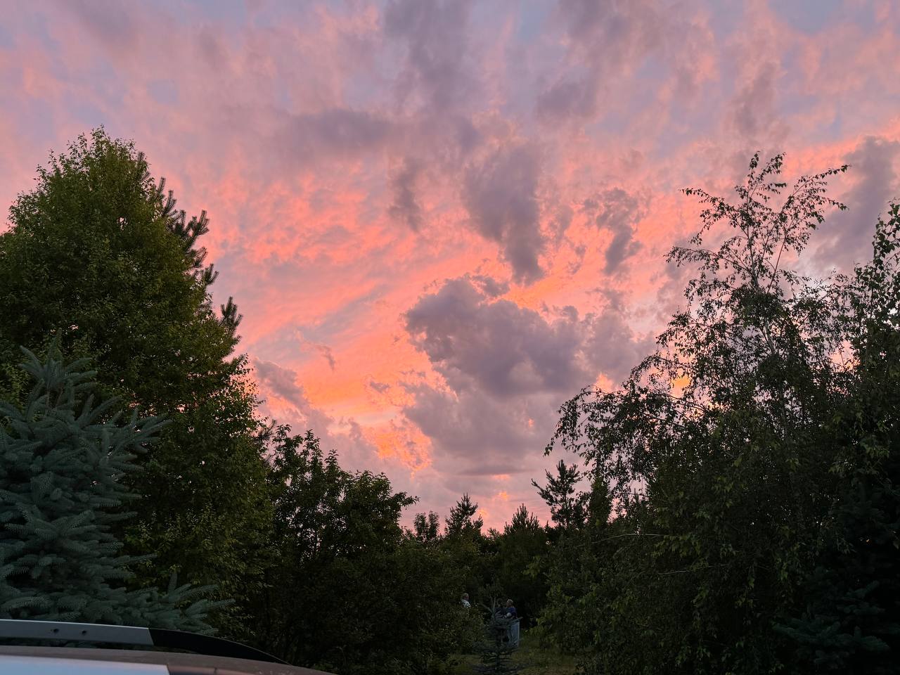 Закаты в питомнике