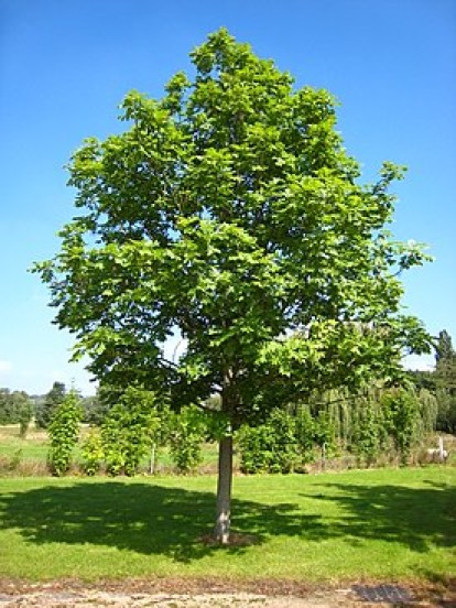 fraxinus_1.jpg