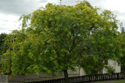 gleditsia-1.jpg