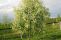 prunus-maackii-3.jpg