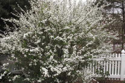 spiraea-prunifolia-1.jpg