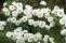 spiraea-prunifolia-3.jpg